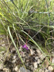 Dalea tenuis