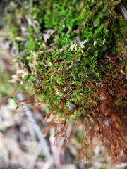 Bryoerythrophyllum recurvirostrum
