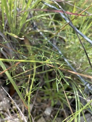 Dalea tenuis