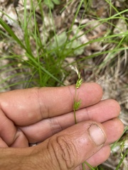 Carex hirtifolia