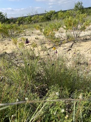 Dalea tenuis