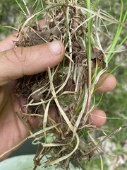 Carex hirtifolia