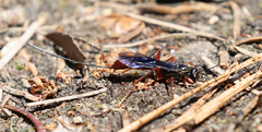 Echthrus abdominalis