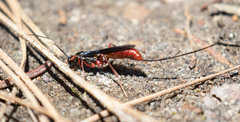 Echthrus abdominalis