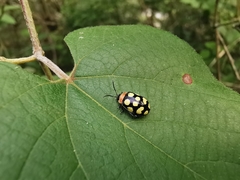 Alagoasa bipunctata perennis