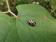 Alagoasa bipunctata perennis