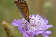 Lycaena phlaeas