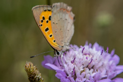 Lycaena phlaeas