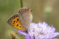 Lycaena phlaeas