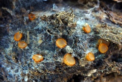 Arachnopeziza aurelia image