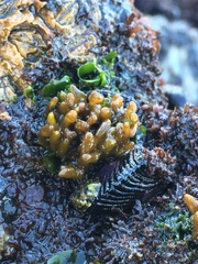 Dactylosiphon durvillei