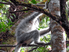 Presbytis comata