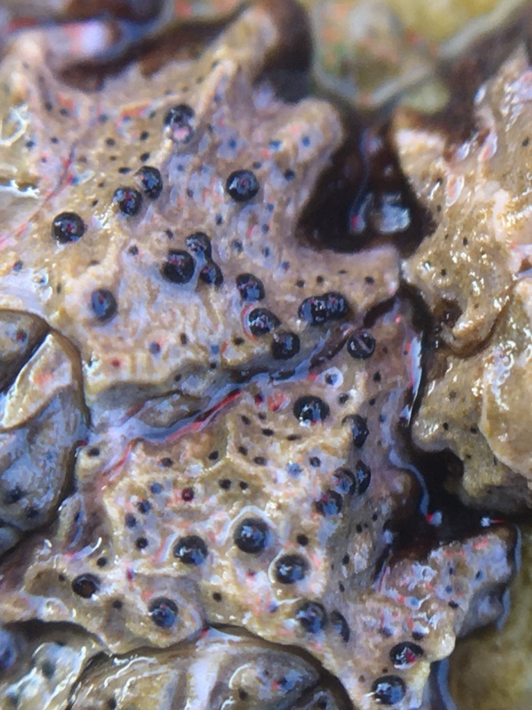 Intertidal lichen