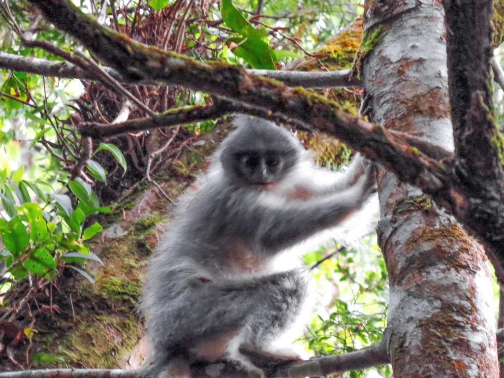 Javan Surili