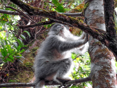 Presbytis comata