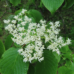 Cornus controversa