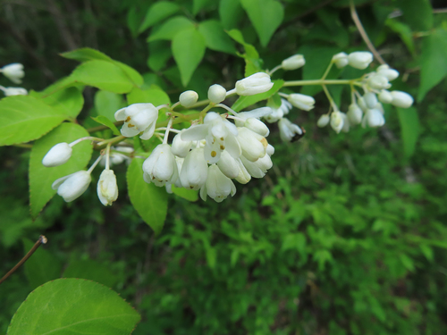 Japanese bladdernut (Staphylea bumalda)