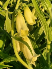 Digitalis grandiflora