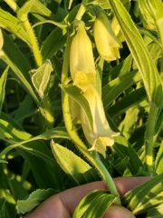 Digitalis grandiflora