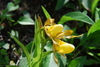 Southern Small Yellow Lady's-Slipper - Photo (c) Tab Tannery, some rights reserved (CC BY-NC-SA)