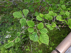 Hamamelis japonica