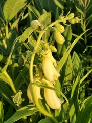 Digitalis grandiflora