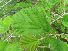 Hamamelis japonica