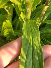 Digitalis grandiflora