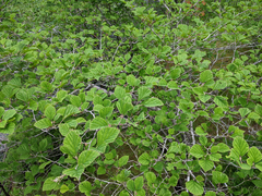 Hamamelis japonica