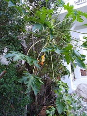 Carica papaya image