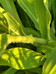 Digitalis grandiflora