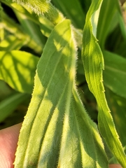 Digitalis grandiflora