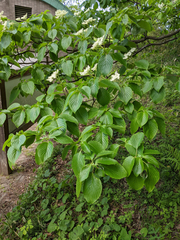 Cornus controversa
