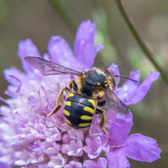 Anthidium florentinum