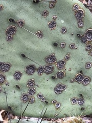 Phyllosticta concava