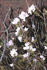 Boronia pilosa