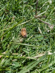 Apis mellifera