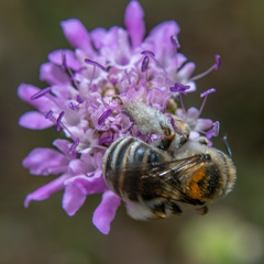 Eucerini