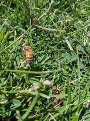 Apis mellifera
