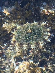 Fissurella limbata