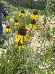 Echinacea paradoxa paradoxa