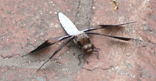 Plathemis lydia