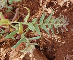 Nonea vesicaria