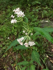 Asclepias quadrifolia