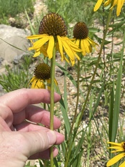 Echinacea paradoxa paradoxa