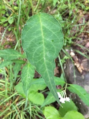Asclepias quadrifolia