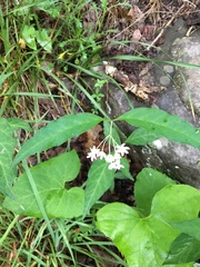Asclepias quadrifolia