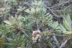 Banksia saxicola