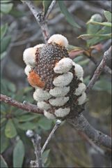 Banksia saxicola