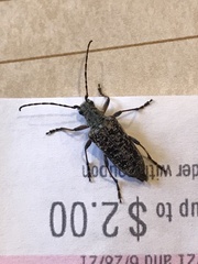 Anthophylax attenuatus